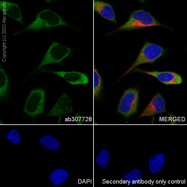 Immunocytochemistry/ Immunofluorescence - Anti-eIF4A2 antibody [EPR27347-74] - BSA and Azide free (AB307729)