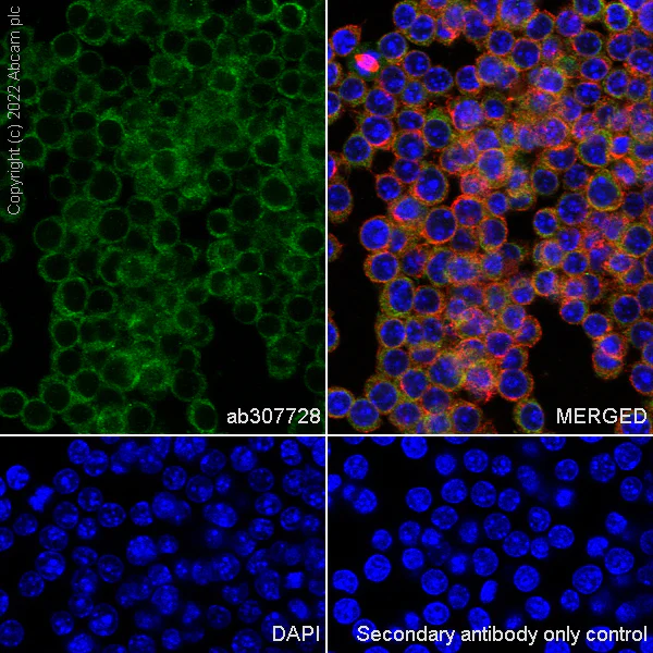 Immunocytochemistry/ Immunofluorescence - Anti-eIF4A2 antibody [EPR27347-74] - BSA and Azide free (AB307729)