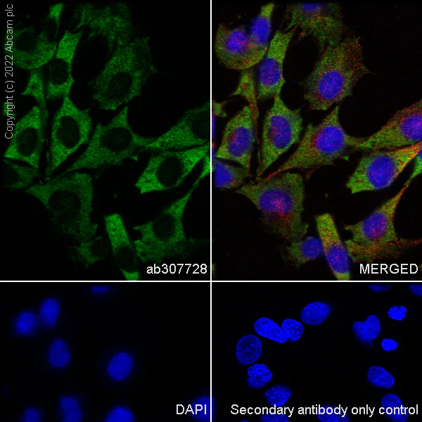 Immunocytochemistry/ Immunofluorescence - Anti-eIF4A2 antibody [EPR27347-74] - BSA and Azide free (AB307729)