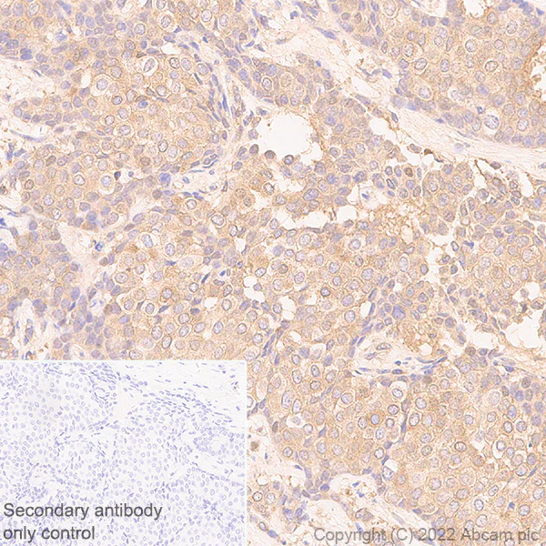 Immunohistochemistry (Formalin/PFA-fixed paraffin-embedded sections) - Anti-eIF4A2 antibody [EPR27347-74] - BSA and Azide free (AB307729)