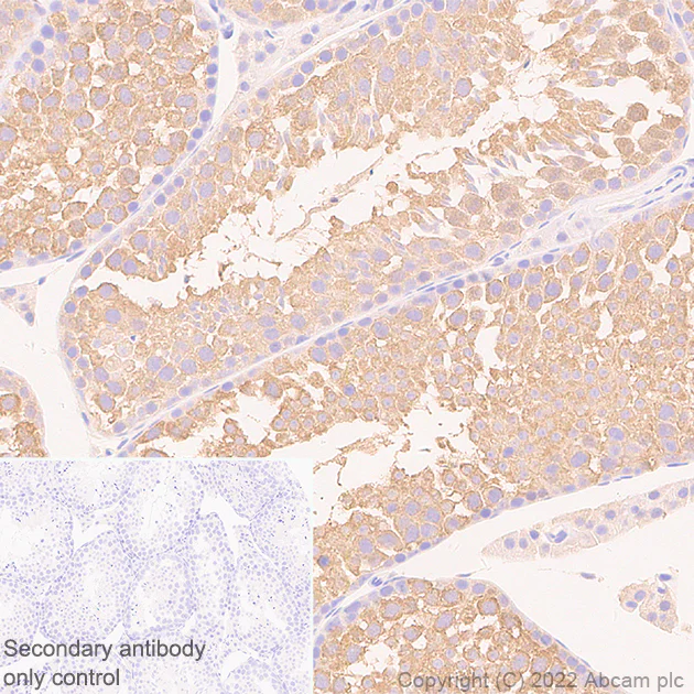 Immunohistochemistry (Formalin/PFA-fixed paraffin-embedded sections) - Anti-eIF4A2 antibody [EPR27347-74] - BSA and Azide free (AB307729)
