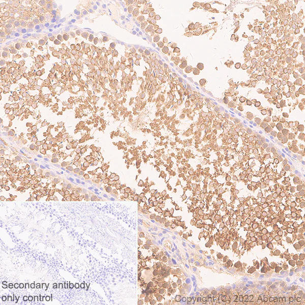 Immunohistochemistry (Formalin/PFA-fixed paraffin-embedded sections) - Anti-eIF4A2 antibody [EPR27347-74] - BSA and Azide free (AB307729)