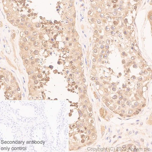 Immunohistochemistry (Formalin/PFA-fixed paraffin-embedded sections) - Anti-eIF4A2 antibody [EPR27347-74] - BSA and Azide free (AB307729)