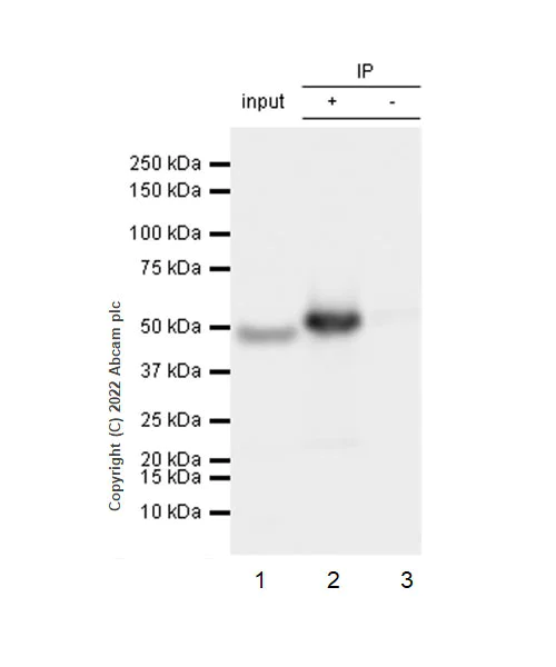 Immunoprecipitation - Anti-eIF4A2 antibody [EPR27347-74] - BSA and Azide free (AB307729)