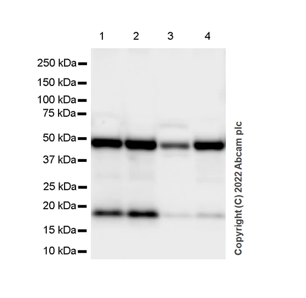 Western blot - Anti-eIF4A2 antibody [EPR27347-74] - BSA and Azide free (AB307729)