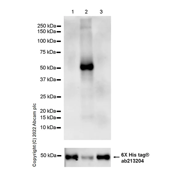 Western blot - Anti-eIF4A2 antibody [EPR27347-74] - BSA and Azide free (AB307729)