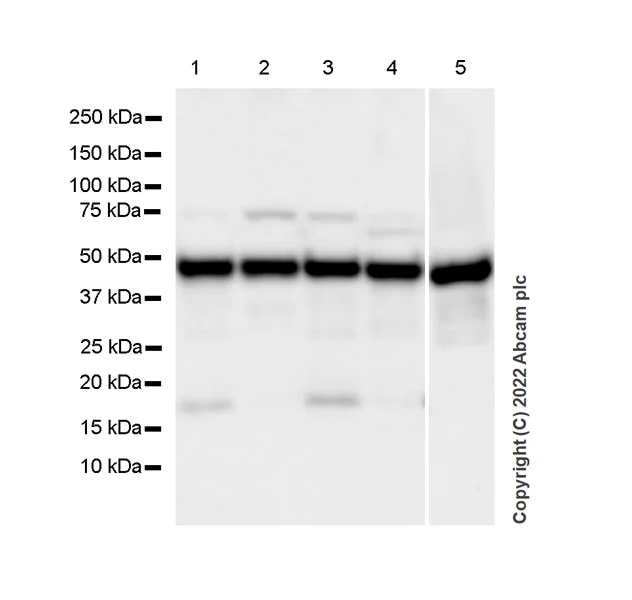 Western blot - Anti-eIF4A2 antibody [EPR27347-74] - BSA and Azide free (AB307729)