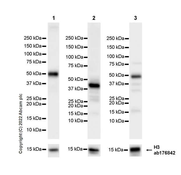 Western blot - Anti-eIF4A2 antibody [EPR27347-74] - BSA and Azide free (AB307729)
