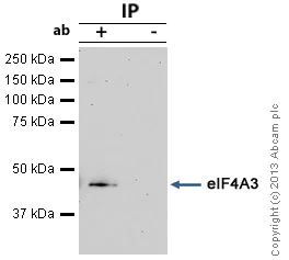 Immunoprecipitation - Anti-eIF4A3 antibody (AB32485)