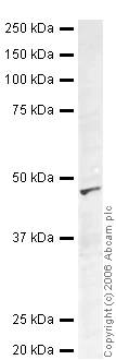 Western blot - Anti-eIF4A3 antibody (AB32485)