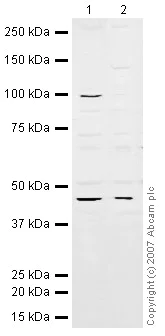 Western blot - Anti-eIF4A3 antibody (AB32485)