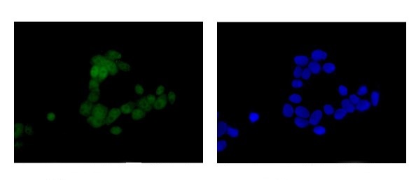 Immunocytochemistry/ Immunofluorescence - Anti-eIF4A3 antibody [EPR14301(B)] (AB180573), expandable thumbnail
