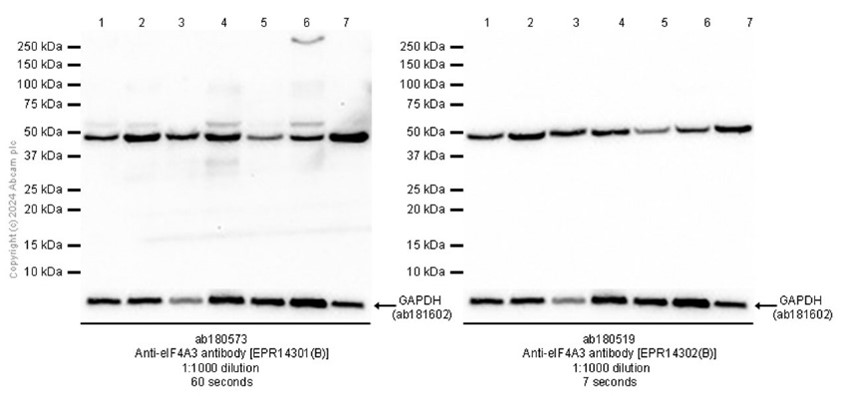 Western blot - Anti-eIF4A3 antibody [EPR14301(B)] (ab180573), expandable thumbnail