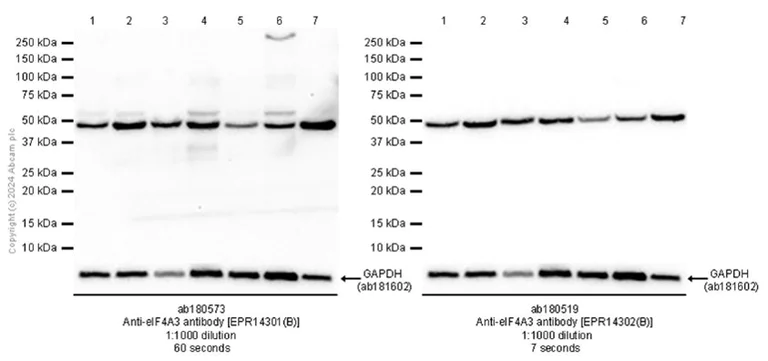 Western blot - Anti-eIF4A3 antibody [EPR14301(B)] - BSA and Azide free (AB236131)
