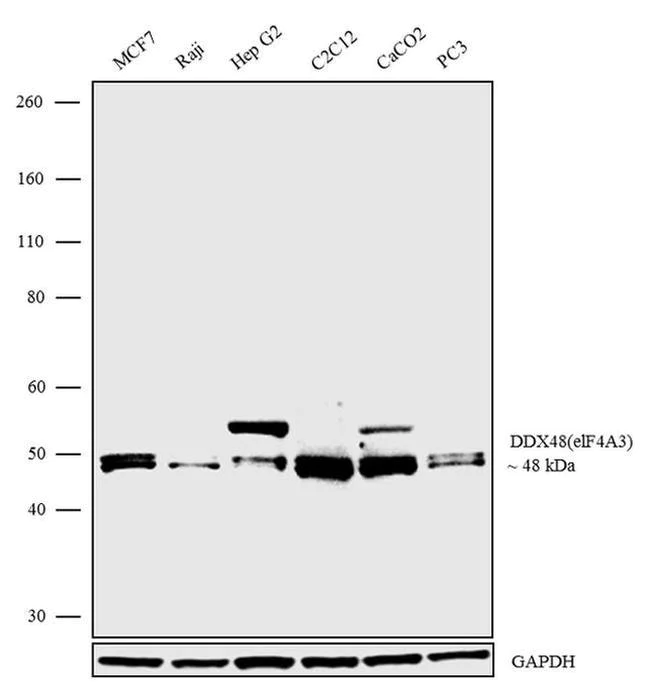 Western blot - Anti-eIF4A3 antibody [RP23040208] (AB308024)