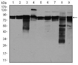 Western blot - Anti-eIF4B antibody [1F5] (AB129369)