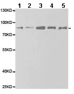 Western blot - Anti-eIF4B antibody (AB186856)