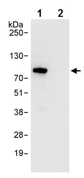 Immunoprecipitation - Anti-eIF4B antibody (AB245618)