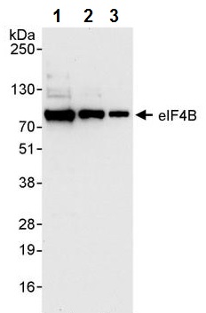 Western blot - Anti-eIF4B antibody (AB245618)