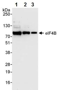 Western blot - Anti-eIF4B antibody (AB245618)