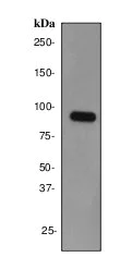 Western blot - Anti-eIF4B antibody [EP2299Y] - BSA and Azide free (AB284714)