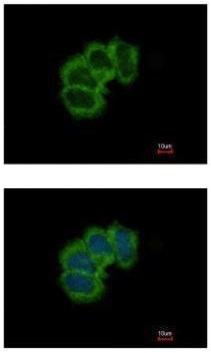 Immunocytochemistry/ Immunofluorescence - Anti-eIF4B antibody - N-terminal (AB228800)