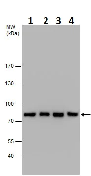 Western blot - Anti-eIF4B antibody - N-terminal (AB228800)