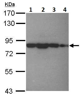 Western blot - Anti-eIF4B antibody - N-terminal (AB228800)