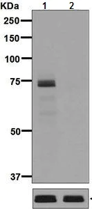 Western blot - Anti-eIF4B (phospho S406) antibody [EPR7683] (AB134138)