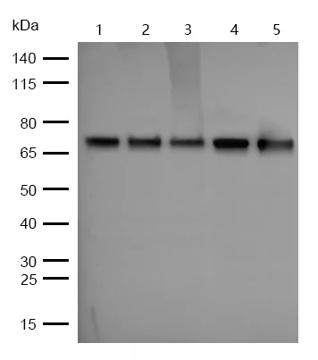 Western blot - Anti-eIF4B (phospho S406) antibody [SR2202] (AB326668)