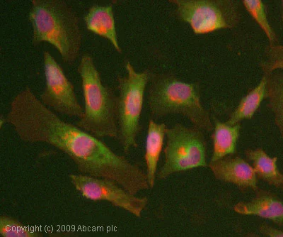Immunocytochemistry/ Immunofluorescence - Anti-eIF4B (phospho S422) antibody (AB59300)
