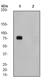 Western blot - Anti-eIF4B (phospho S504) antibody [EP2261Y] (AB75823)