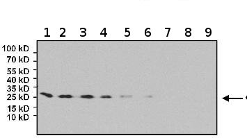 Western blot - Anti-eIF4E antibody [5D11] (AB171091), expandable thumbnail