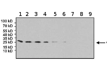 Western blot - Anti-eIF4E antibody [5D11] (AB171091)