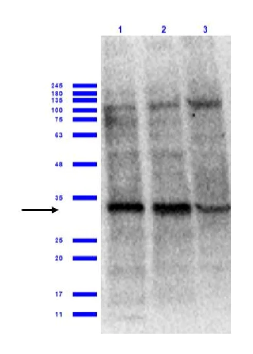 Western blot - Anti-eIF4E antibody (AB235191)