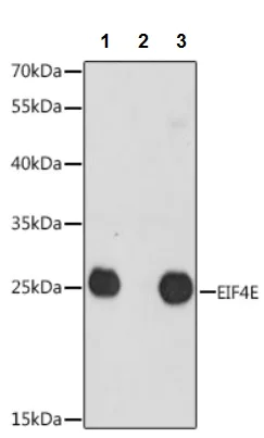Immunoprecipitation - Anti-eIF4E antibody (AB238519)