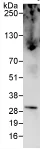 Immunoprecipitation - Anti-eIF4E antibody (AB72116)