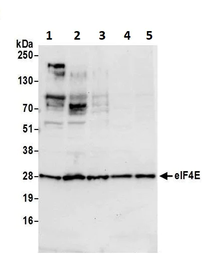 Western blot - Anti-eIF4E antibody (AB72116)