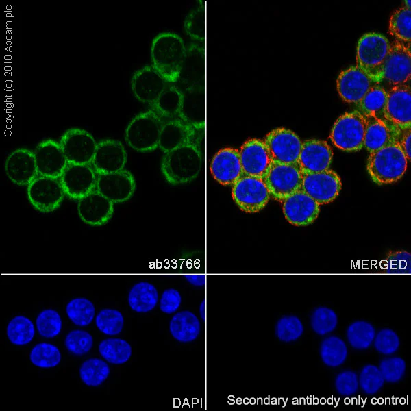 Immunocytochemistry/ Immunofluorescence - Anti-eIF4E antibody [Y448] (AB33766)