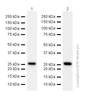 Western blot - Anti-eIF4E antibody [Y448] (AB33766)