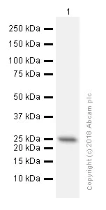 Western blot - Anti-eIF4E antibody [Y448] (AB33766)