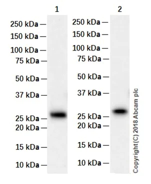 Western blot - Anti-eIF4E antibody [Y448] (AB33766)
