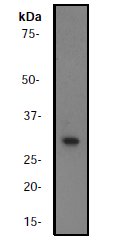Western blot - Anti-eIF4E antibody [Y448] (AB33766)