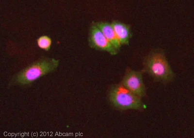 Immunocytochemistry/ Immunofluorescence - Anti-eIF4E antibody [Y448] - BSA and Azide free (AB240923)