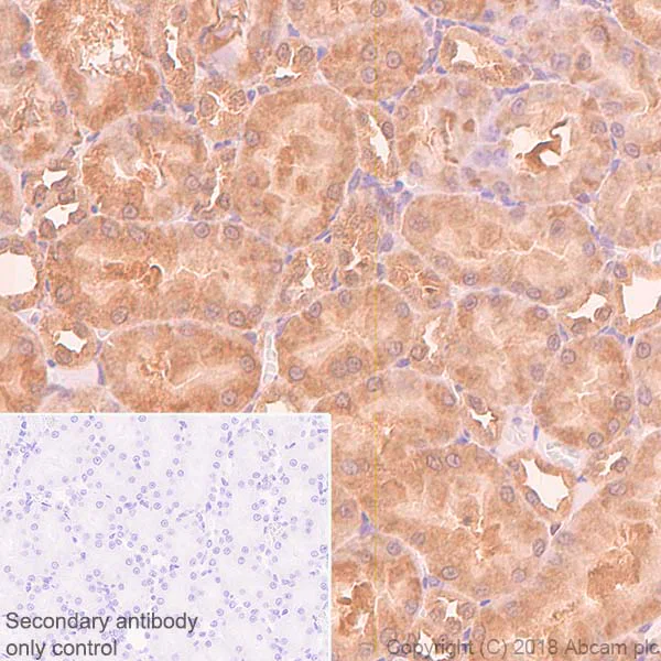 Immunohistochemistry (Formalin/PFA-fixed paraffin-embedded sections) - Anti-eIF4E antibody [Y448] - BSA and Azide free (AB240923)