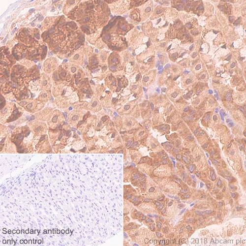 Immunohistochemistry (Formalin/PFA-fixed paraffin-embedded sections) - Anti-eIF4E antibody [Y448] - BSA and Azide free (AB240923)