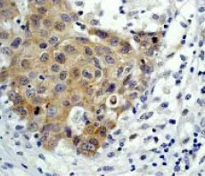 Immunohistochemistry (Formalin/PFA-fixed paraffin-embedded sections) - Anti-eIF4E antibody [Y448] - BSA and Azide free (AB240923)
