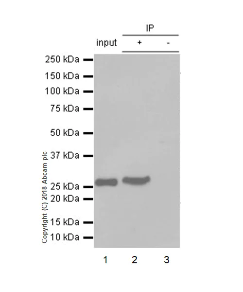Immunoprecipitation - Anti-eIF4E antibody [Y448] - BSA and Azide free (AB240923)