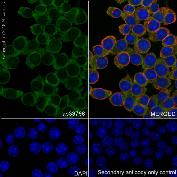 Immunocytochemistry/ Immunofluorescence - Anti-eIF4E antibody [Y449] (AB33768), expandable thumbnail