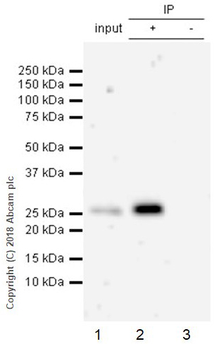 Immunoprecipitation - Anti-eIF4E antibody [Y449] (AB33768), expandable thumbnail